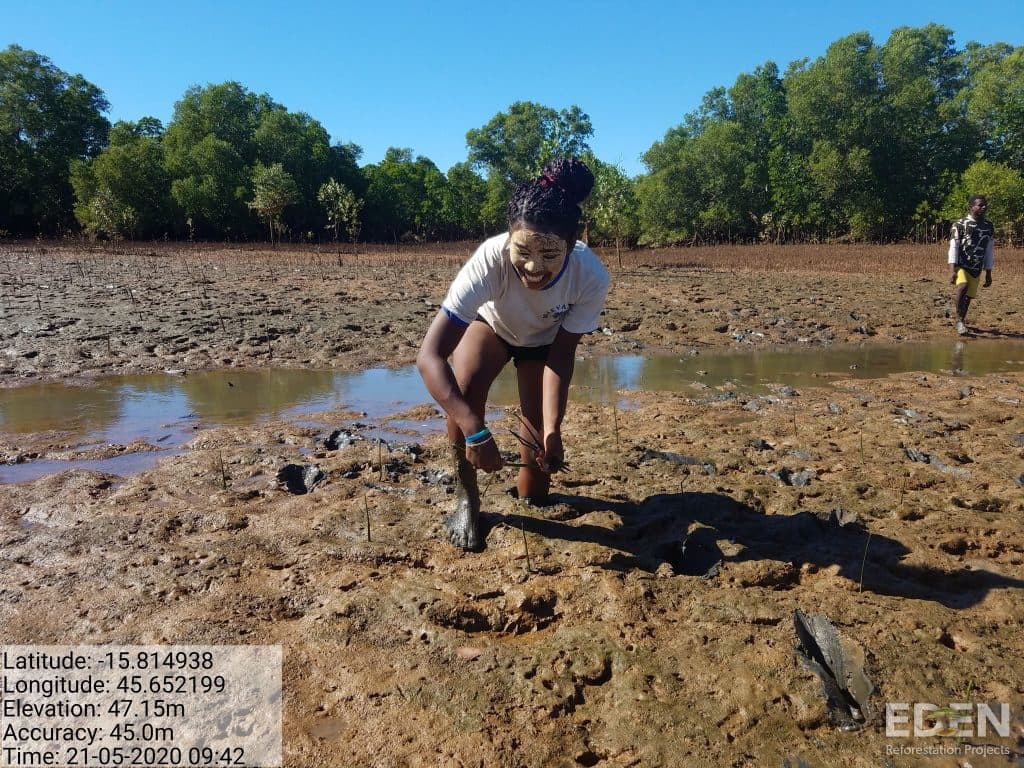Marataola planting