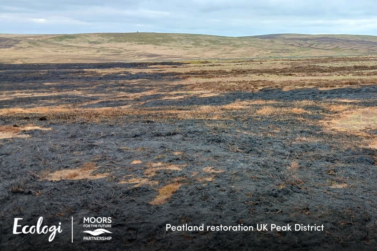 Peatland restoration in the UK