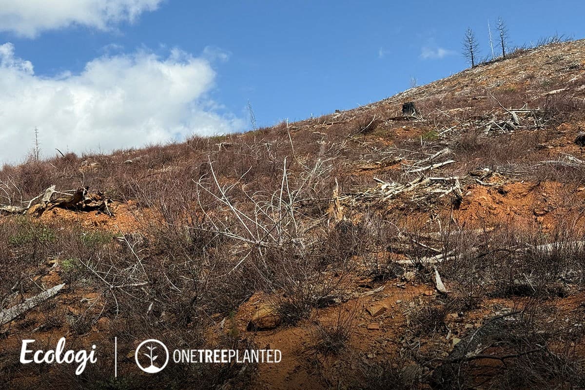 Wildfire restoration in Mountain Meadows, California