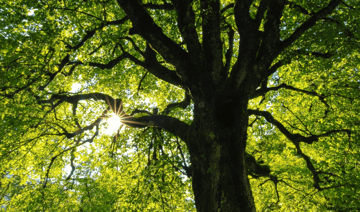 Verified Afforestation, Reforestation and Revegetation (ARR) projects