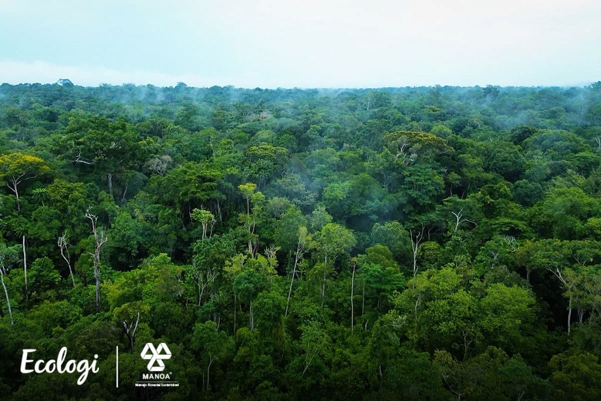 Conserving the Amazon in Brazil