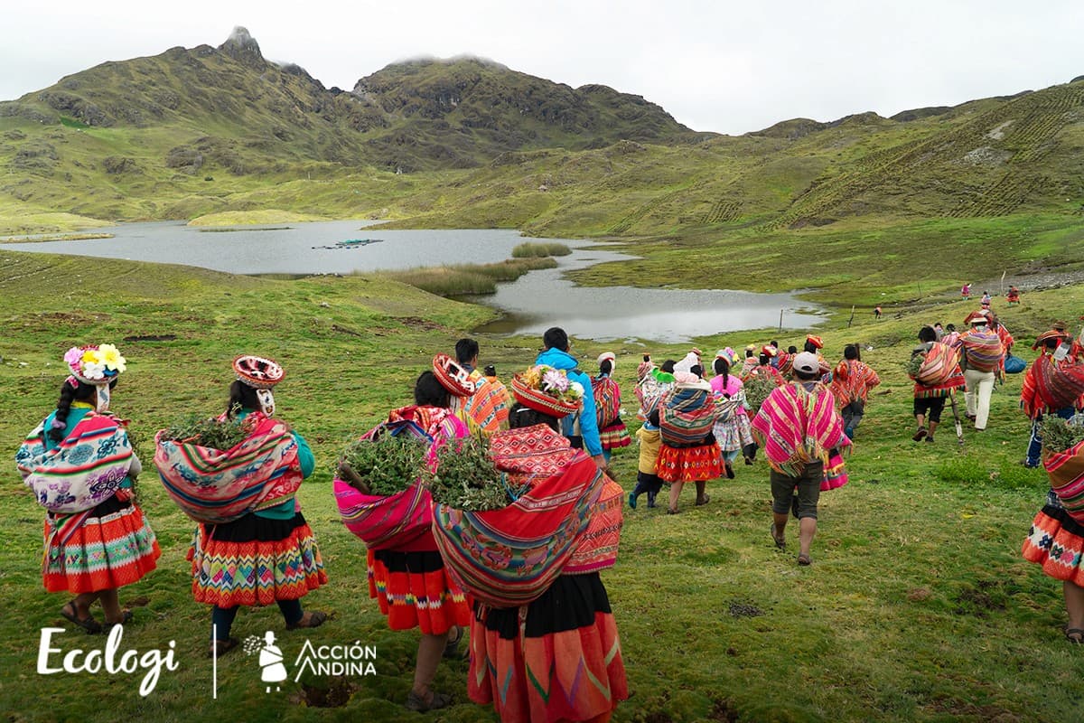 Restoring native Polylepis forests in the high Andes
