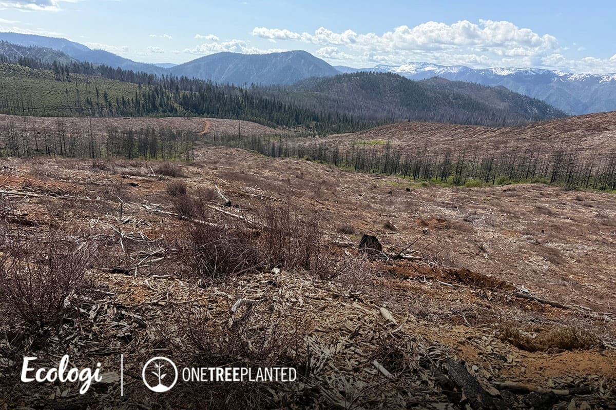 Wildfire restoration in Mountain Meadows, California