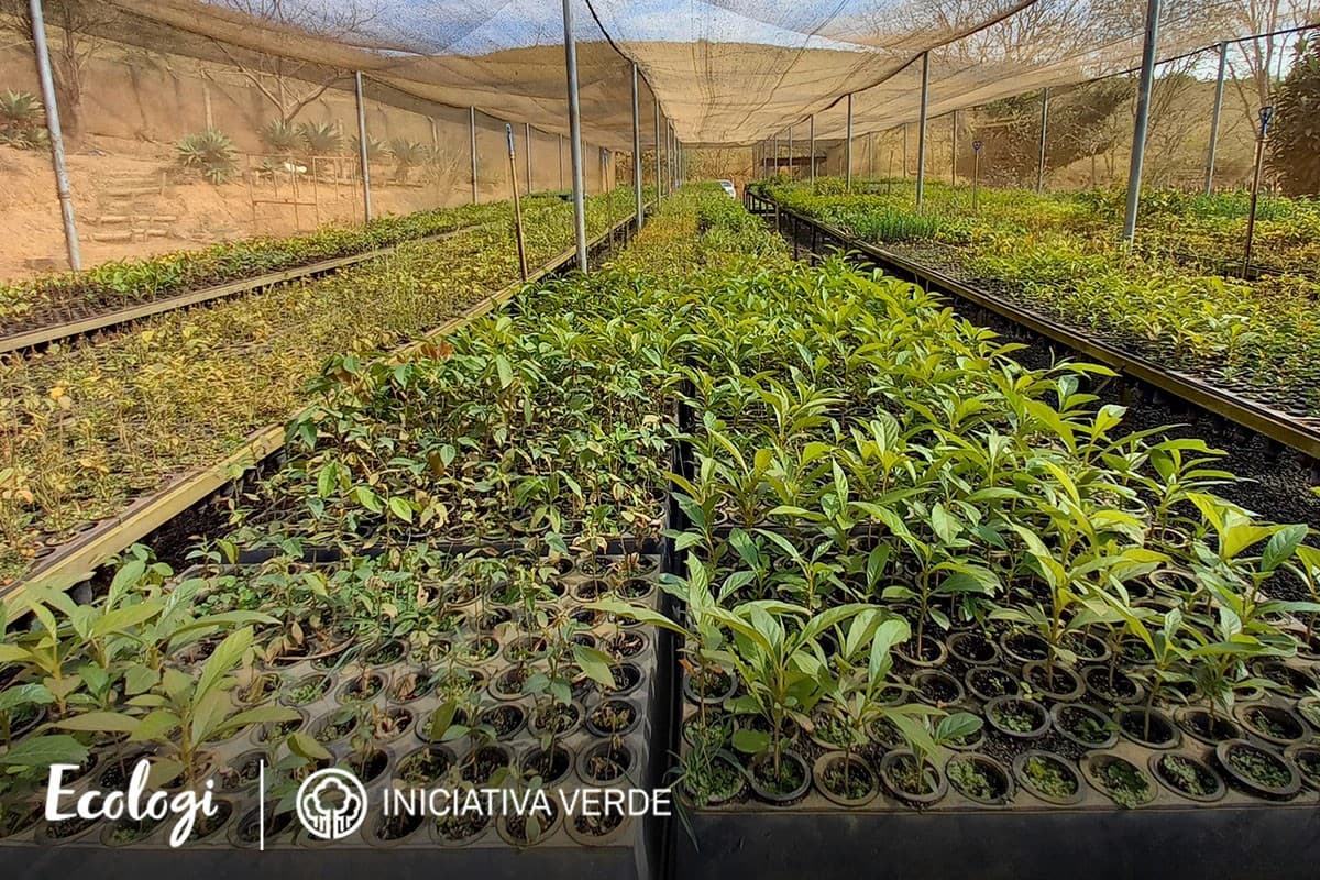 Restoring degraded land in Brazil