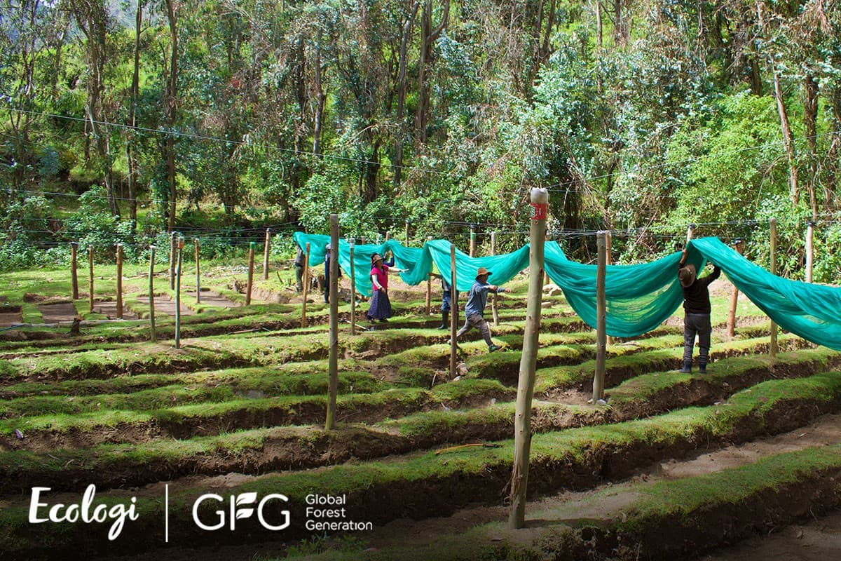 Restoring native Polylepis forests in the high Andes
