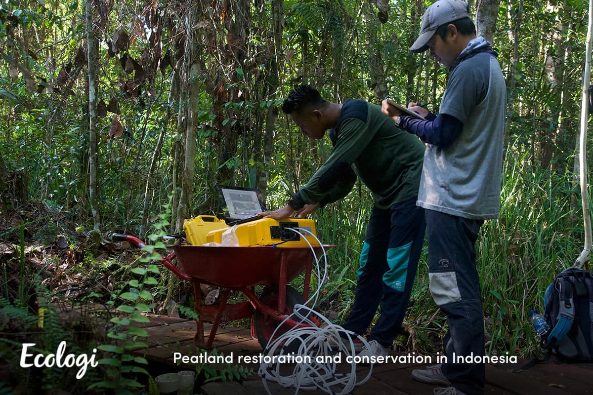 Peatland restoration and conservation in Indonesia