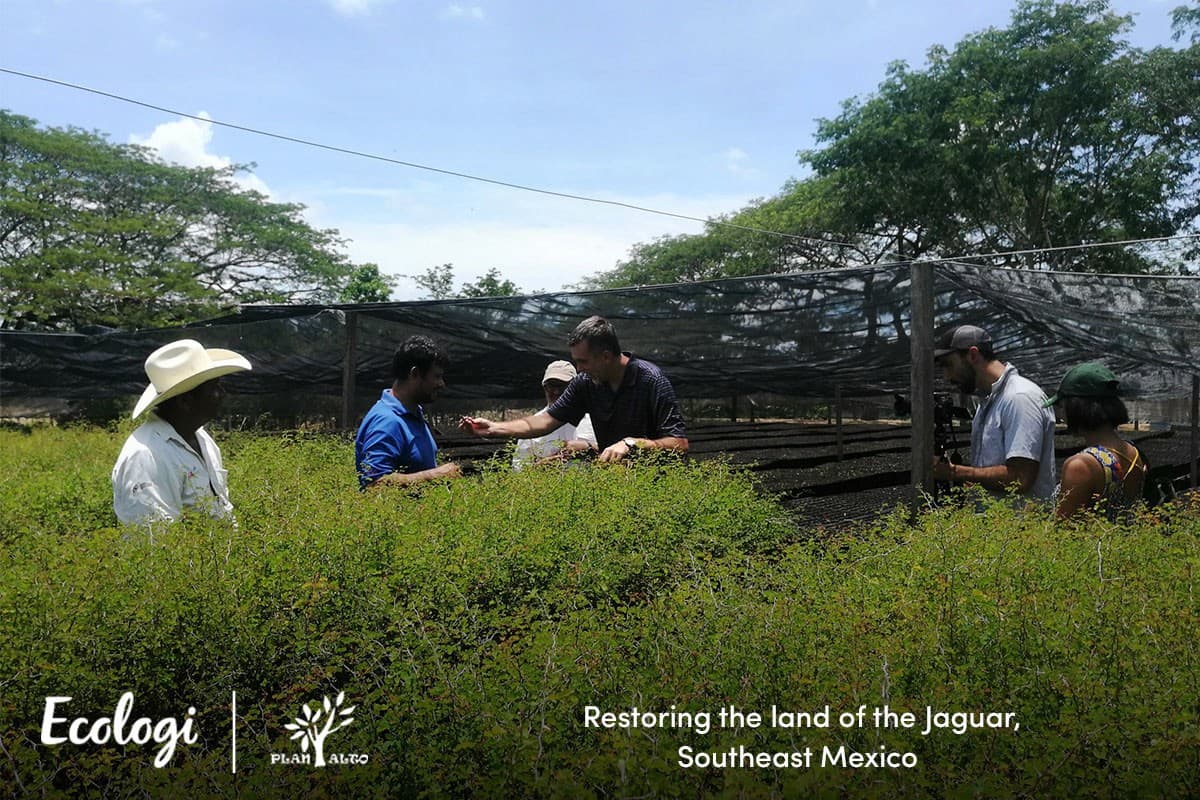 Reforesting the land of the Jaguar