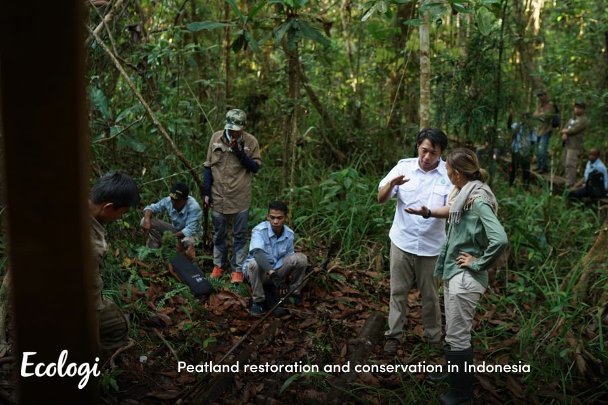 Peatland restoration and conservation in Indonesia