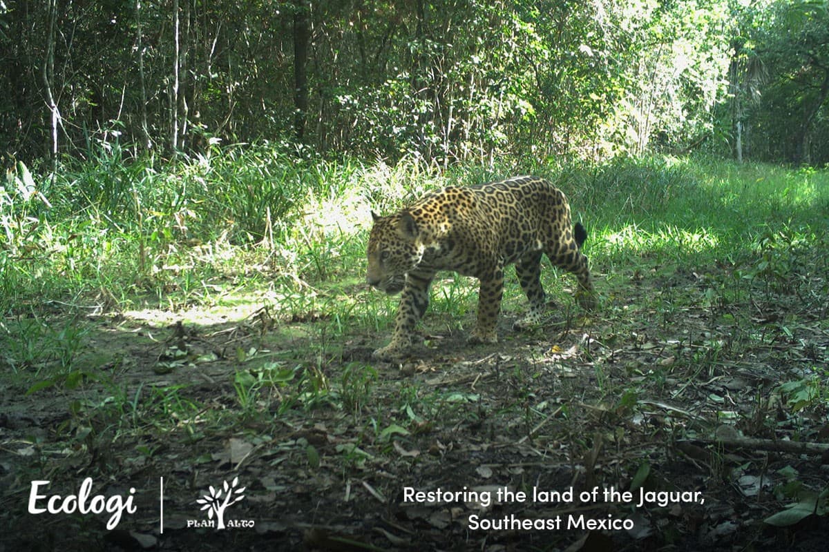 Reforesting the land of the Jaguar