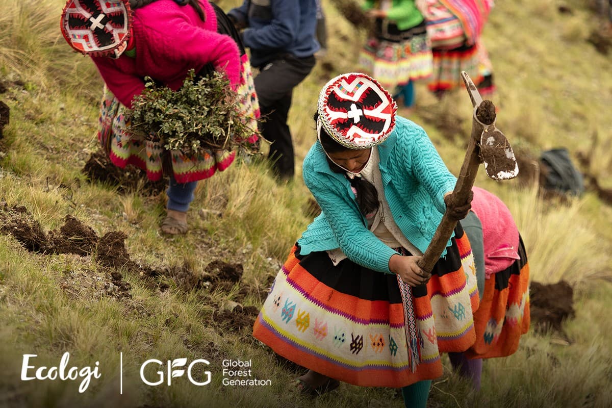 Restoring native Polylepis forests in the high Andes