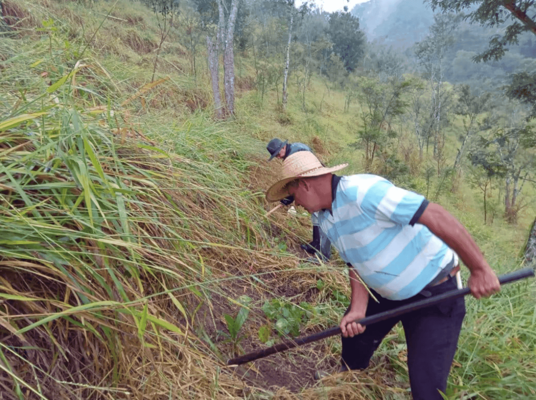 Restoring degraded land in Brazil