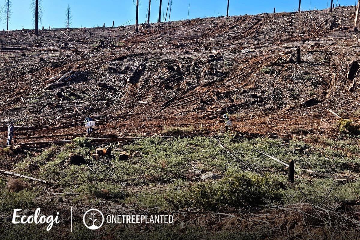Wildfire restoration in Mountain Meadows, California