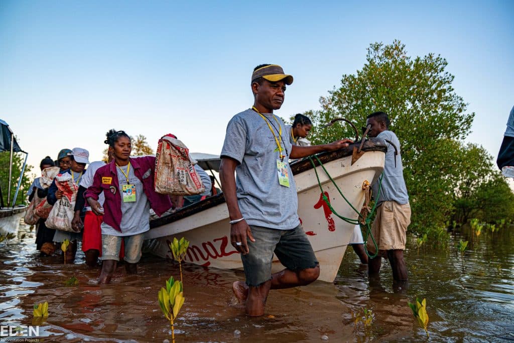 Images of planting mangroves in Madagascar