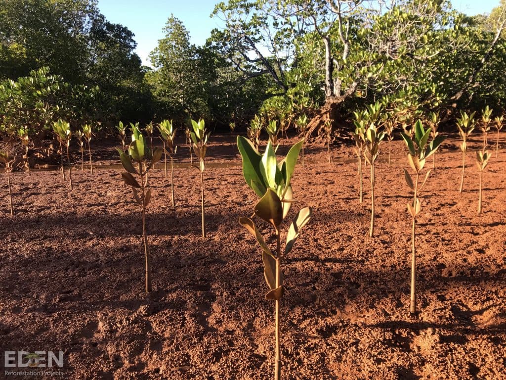 Madagascan saplings