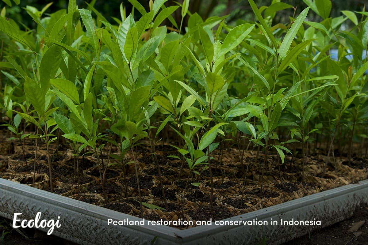 Peatland restoration and conservation in Indonesia
