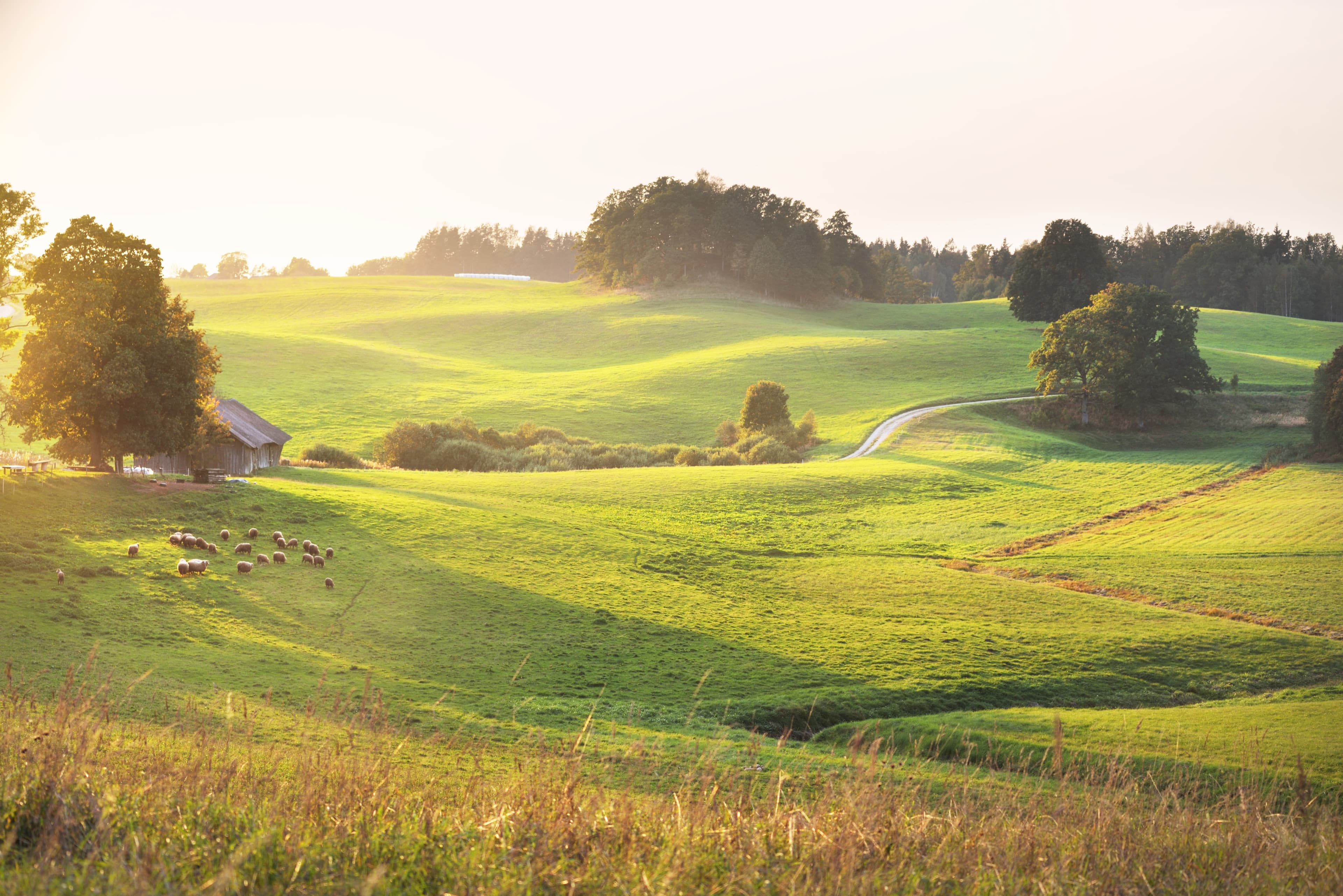 Regenerating agricultural land to remove carbon