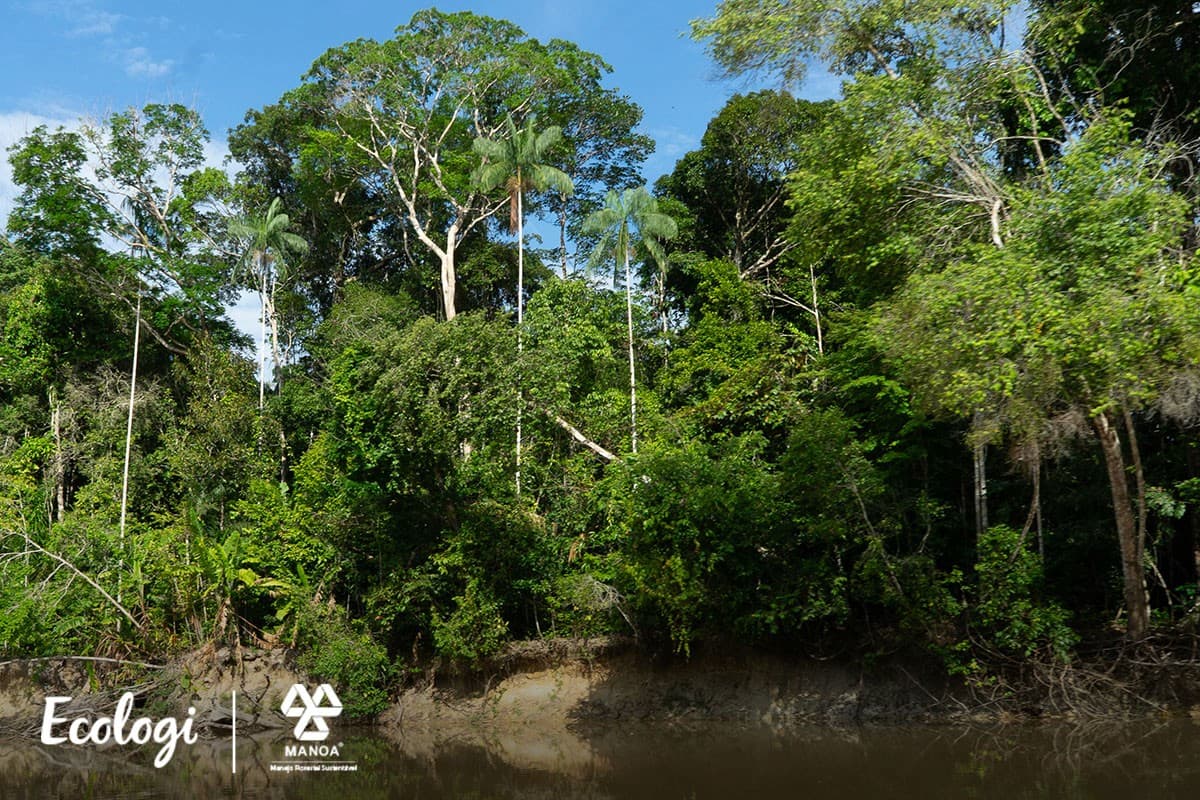 Conserving the Amazon in Brazil