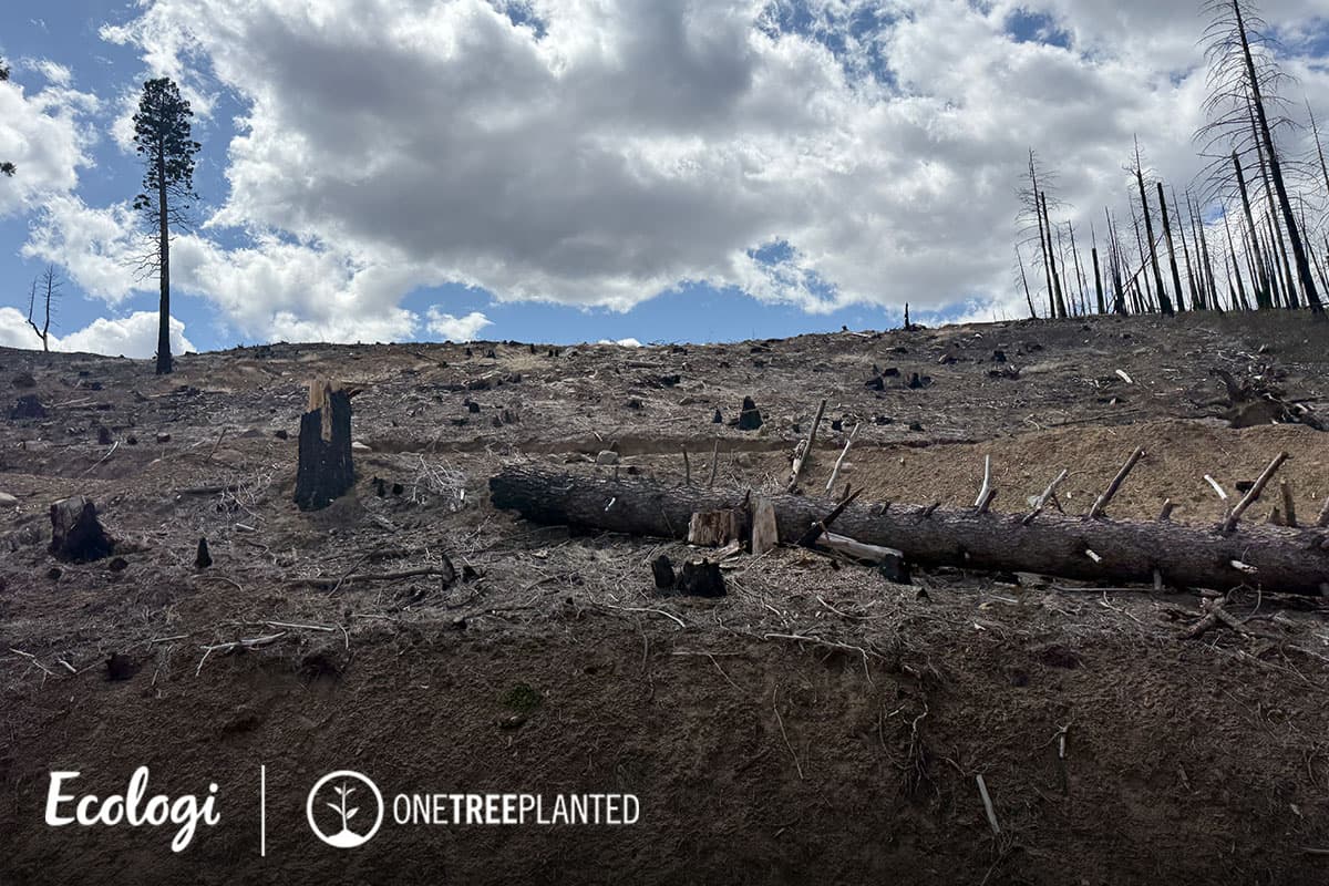 Wildfire restoration in Mountain Meadows, California
