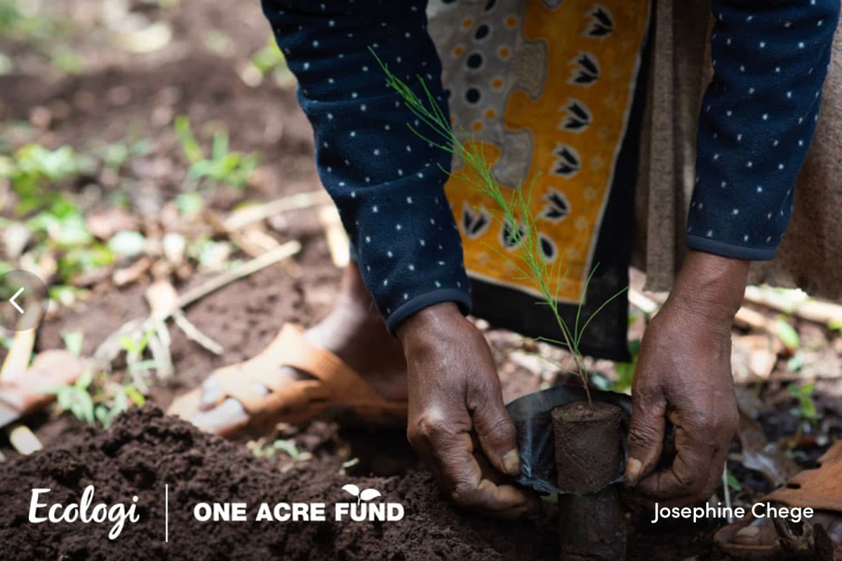 Agroforestry in Kenya