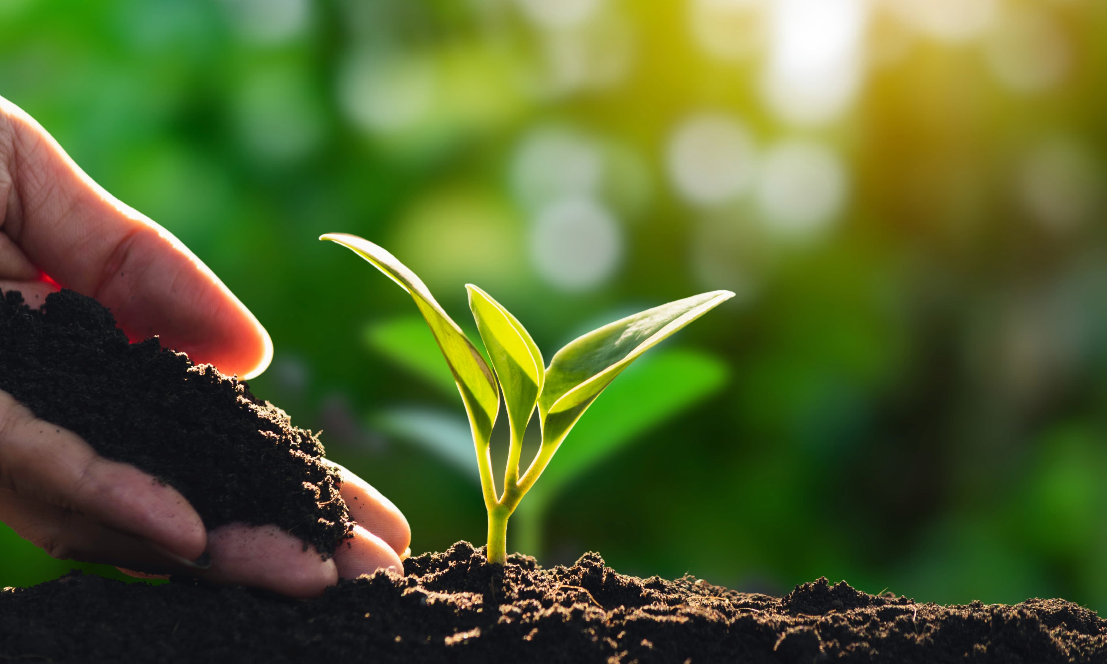 Regenerating agricultural land to remove carbon