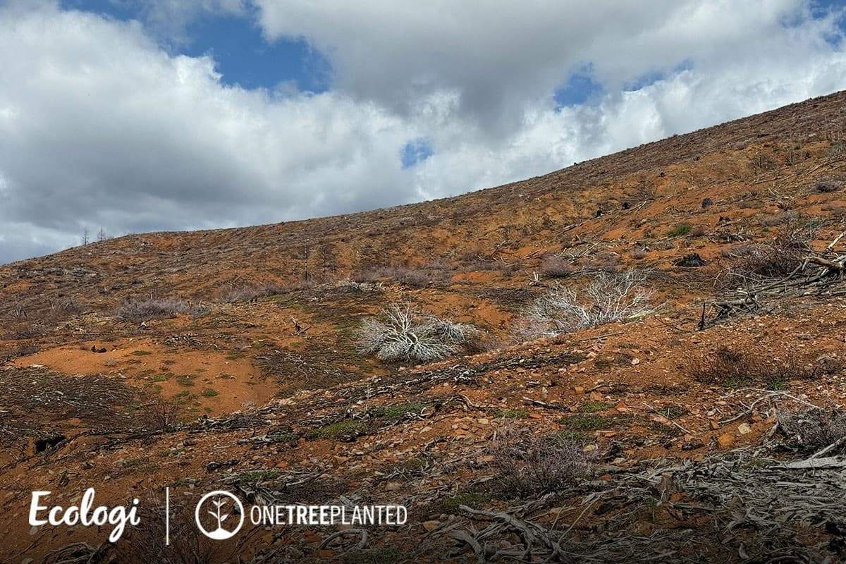 Wildfire restoration in Mountain Meadows, California