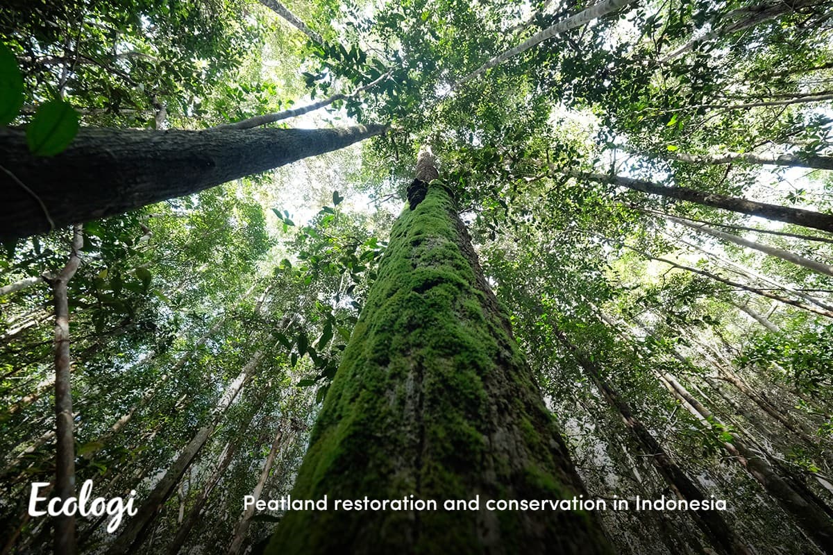 Peatland restoration and conservation in Indonesia