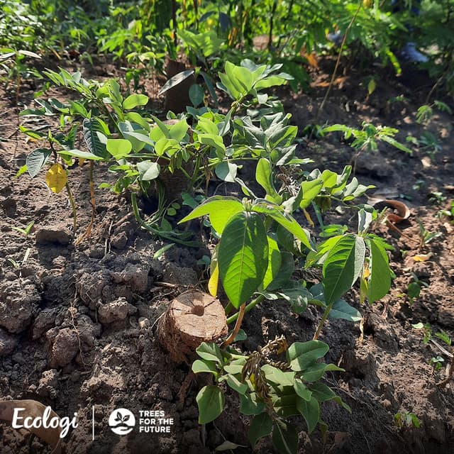 Over 2 million trees planted!