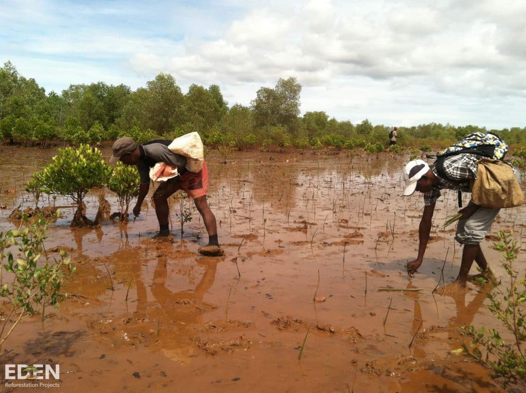 Madagascar reforestation