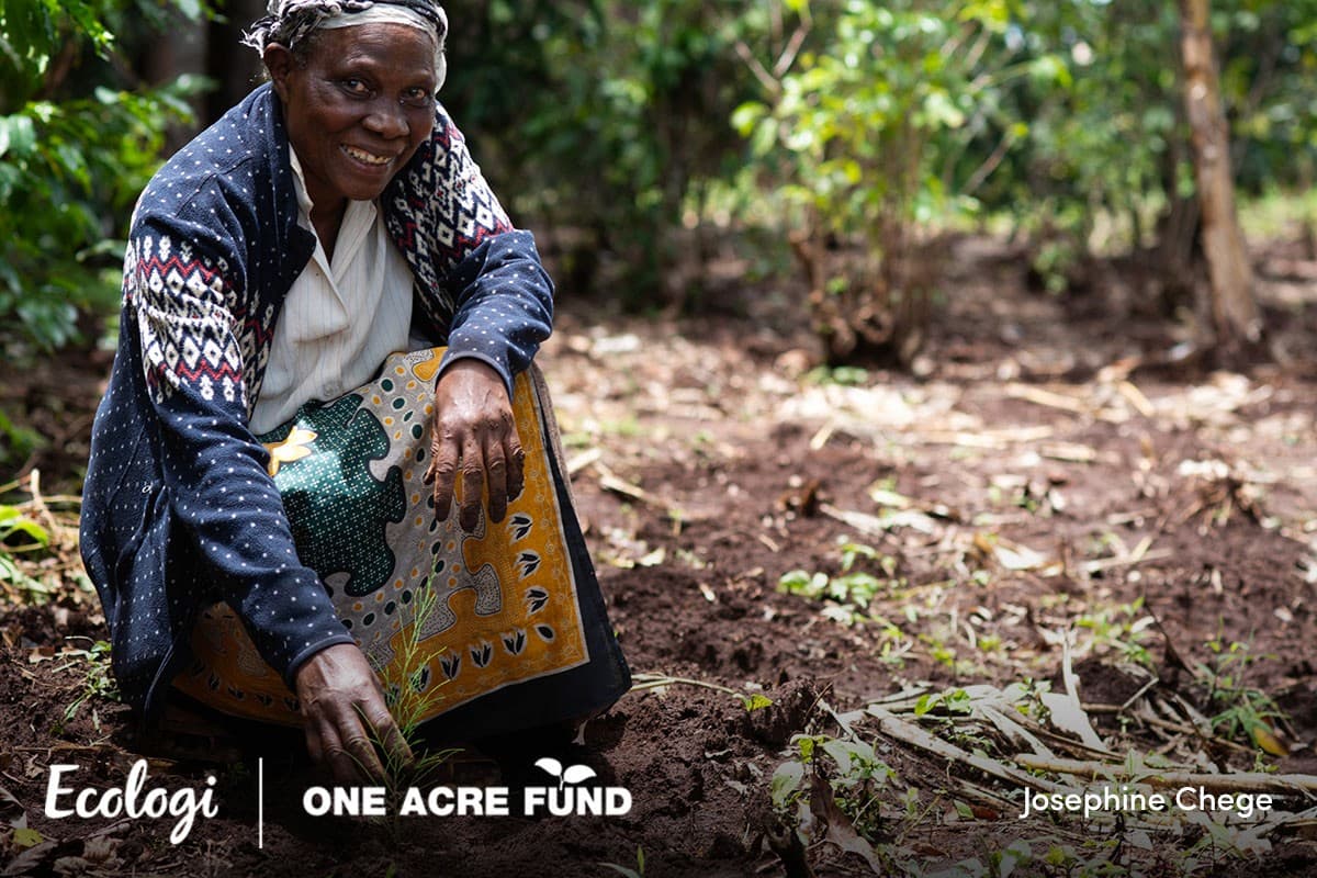 Agroforestry in Kenya