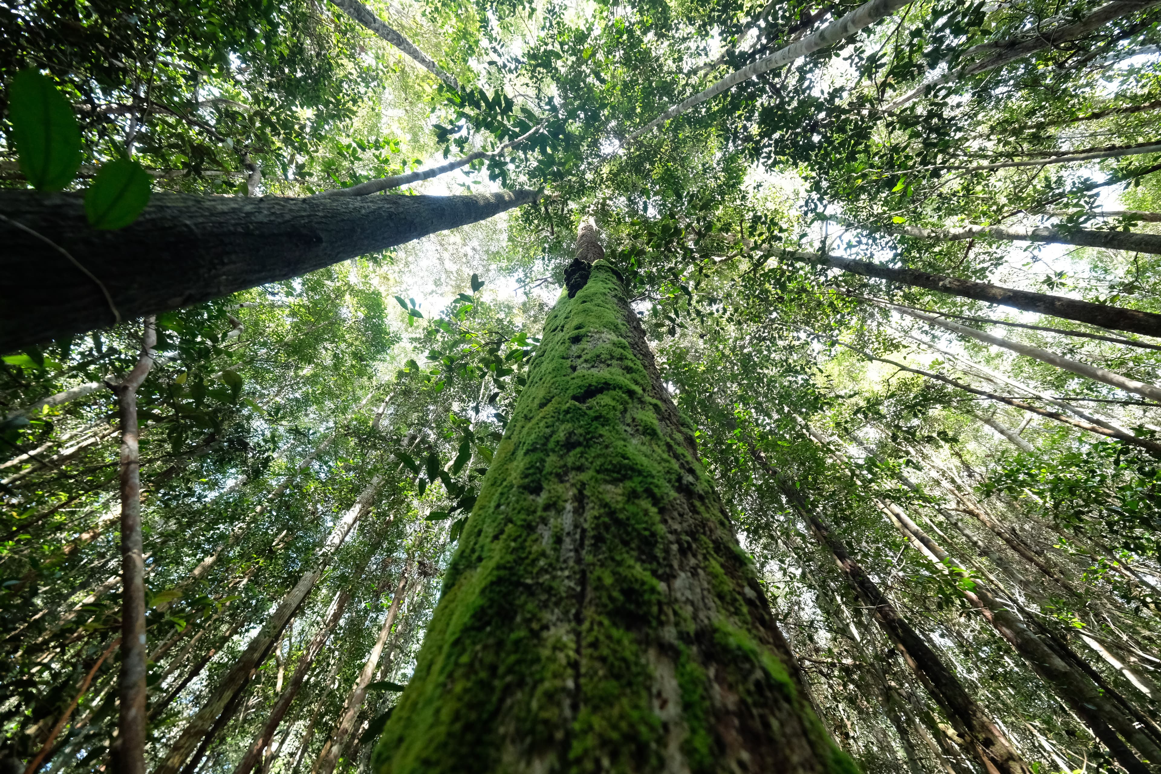 Verified Afforestation, Reforestation and Revegetation (ARR) projects
