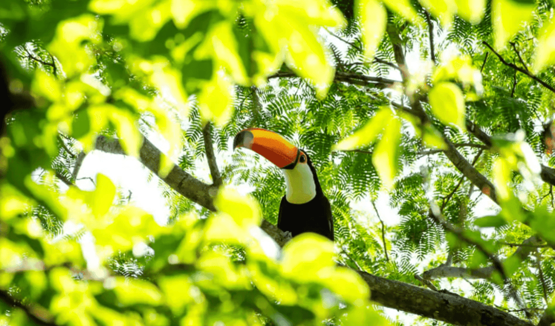 REDD+ projects we support around the world