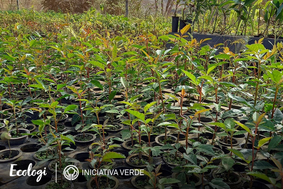 Restoring degraded land in Brazil
