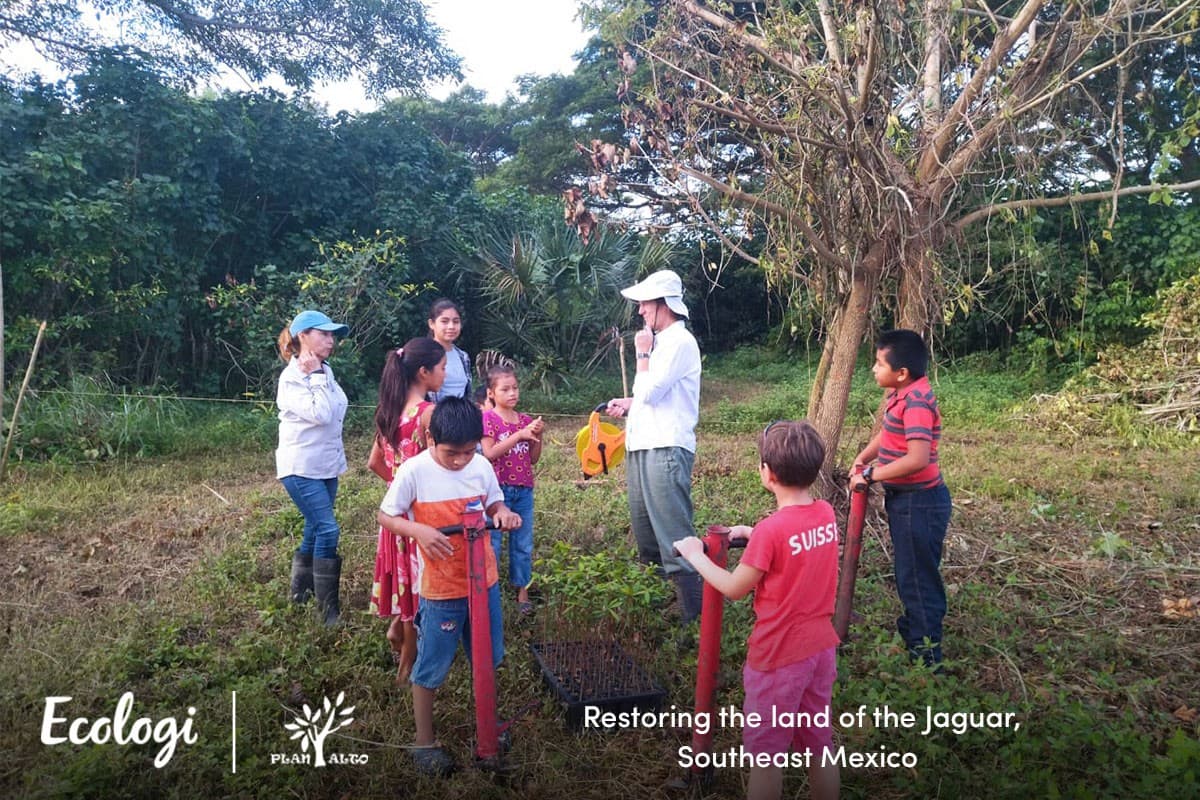Reforesting the land of the Jaguar