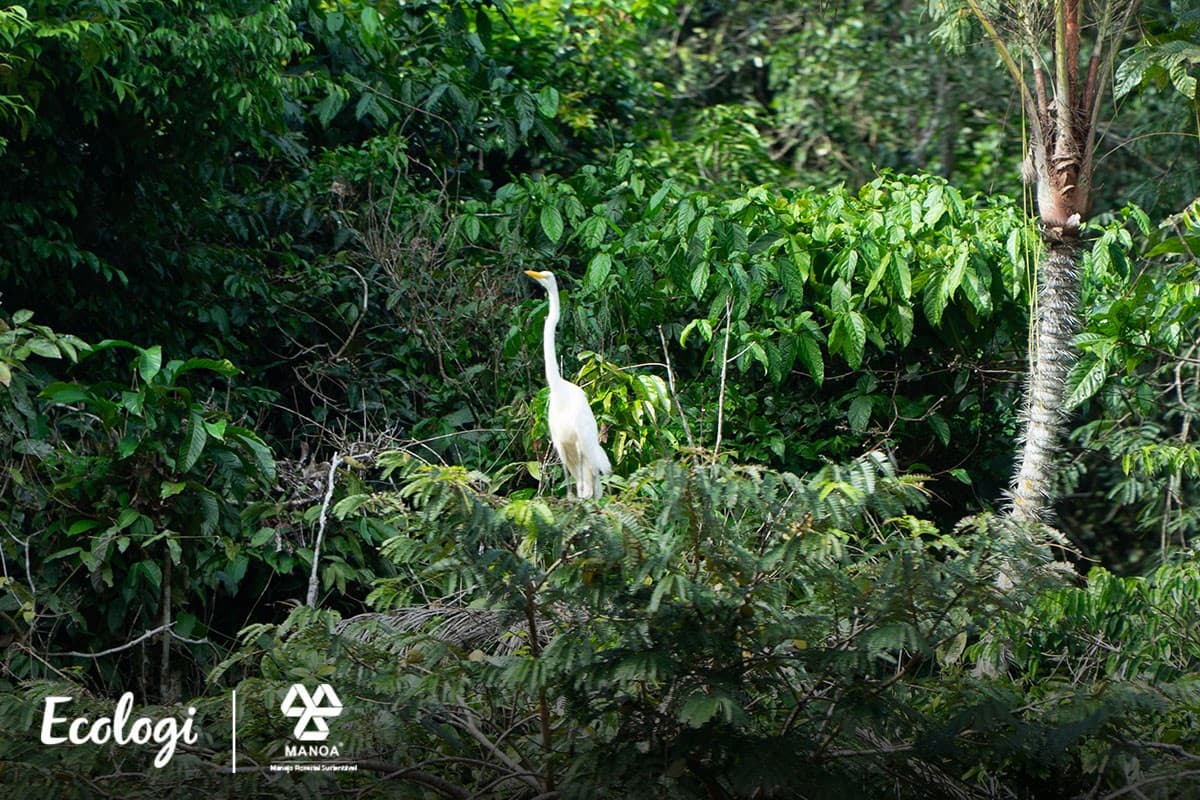 Conserving the Amazon in Brazil
