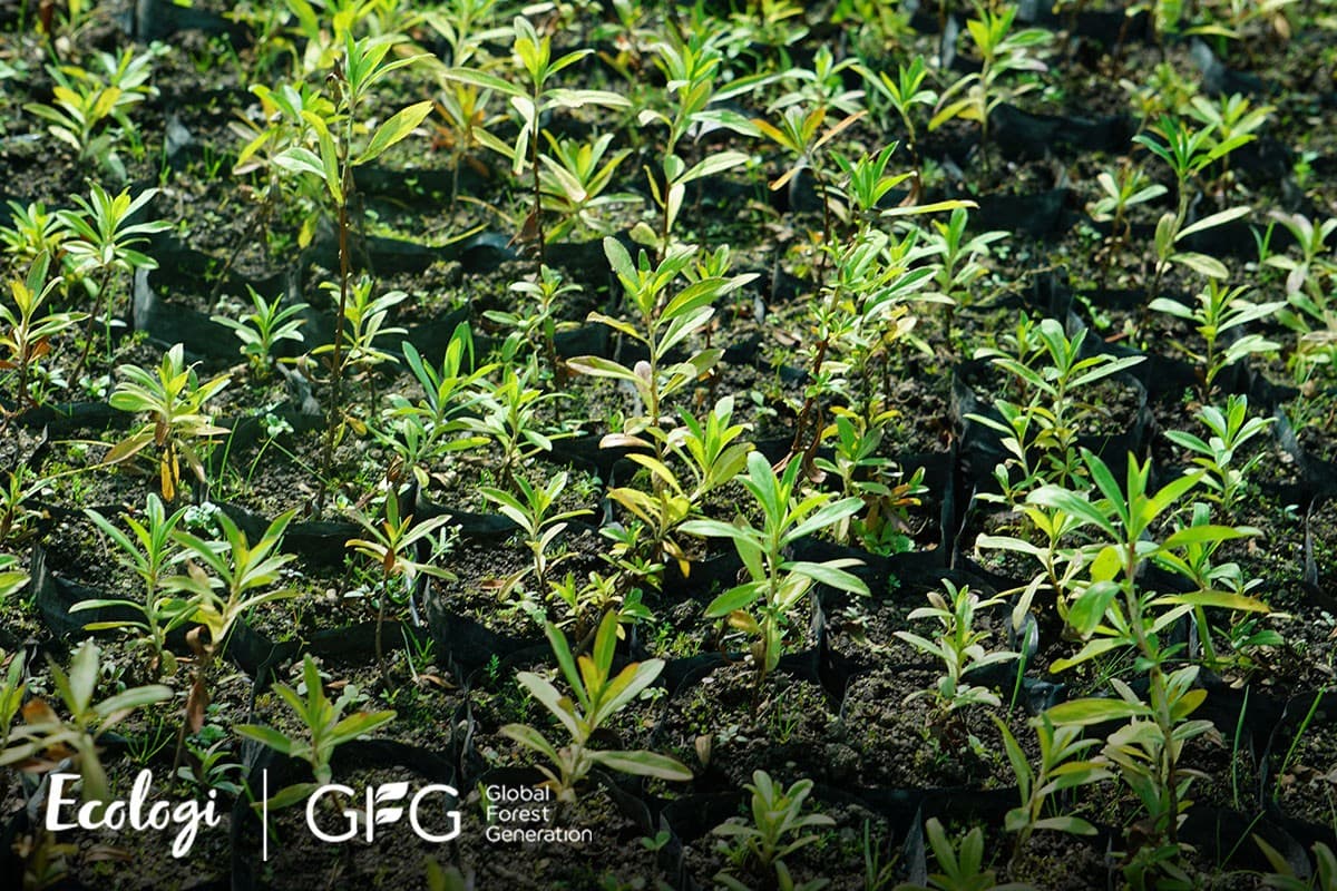 Restoring native Polylepis forests in the high Andes