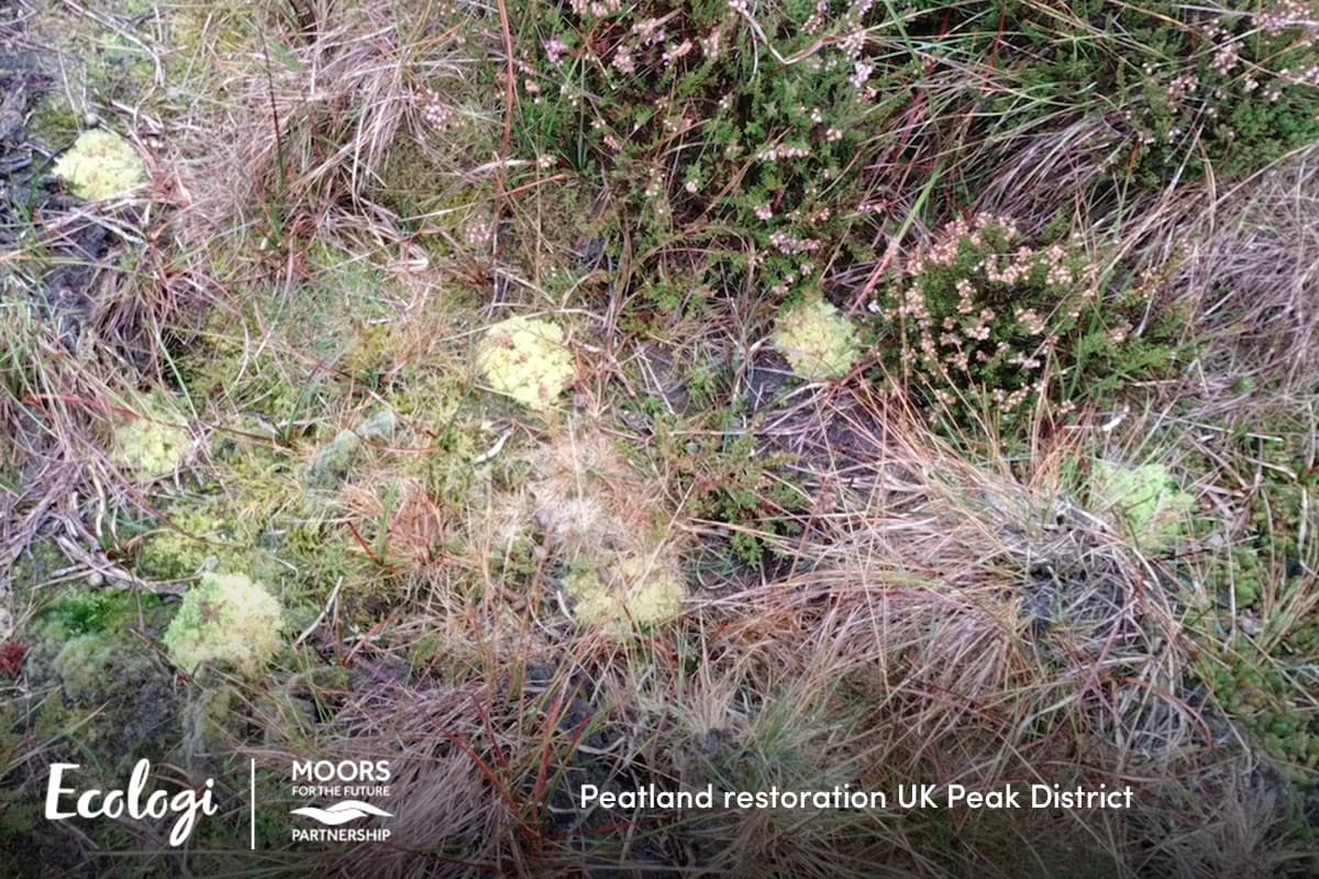 Peatland restoration in the UK