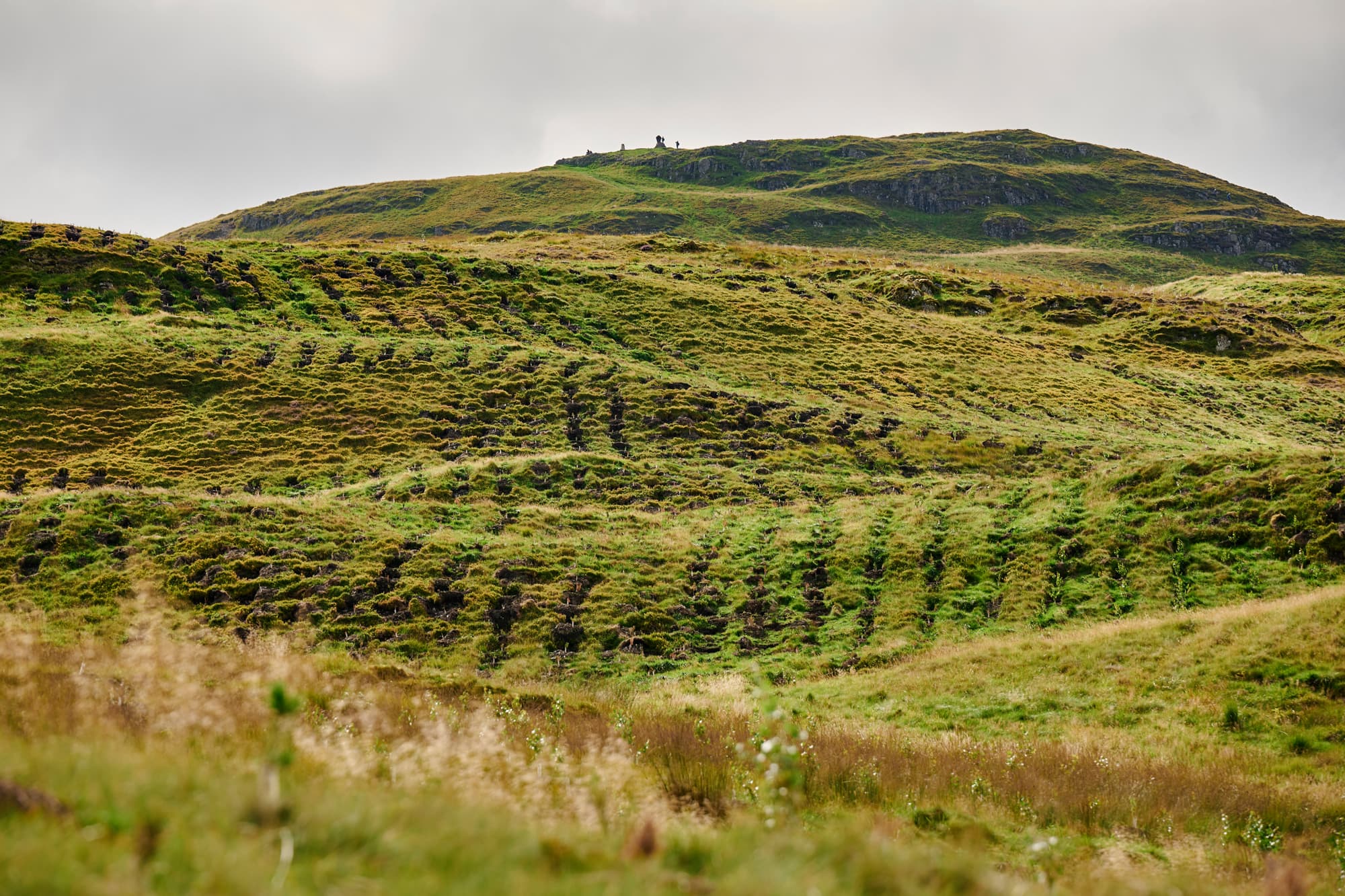 Restoring native forests at Dumyat, UK