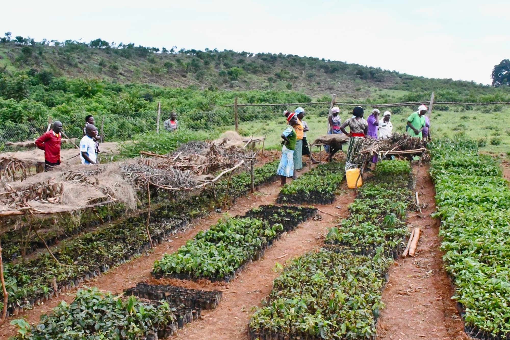 Protecting the Kakamega forest through local agroforestry.