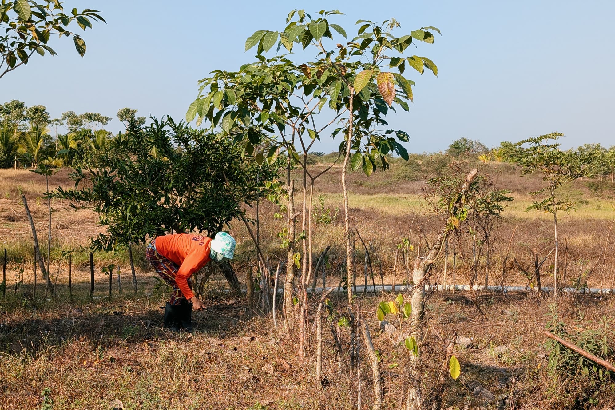 Forest restoration in Guatemala