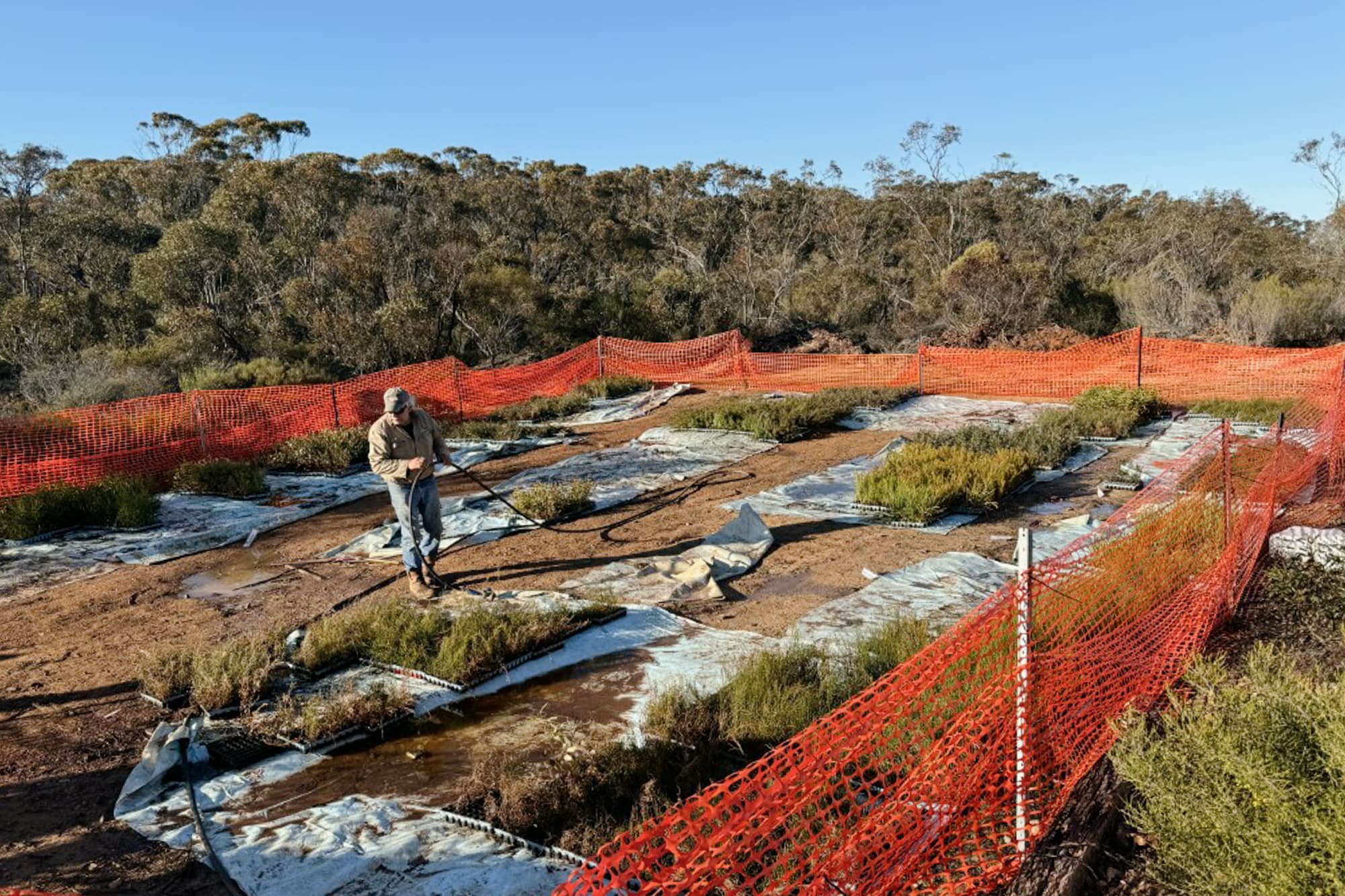 Restoring degraded ancestral land in Australia