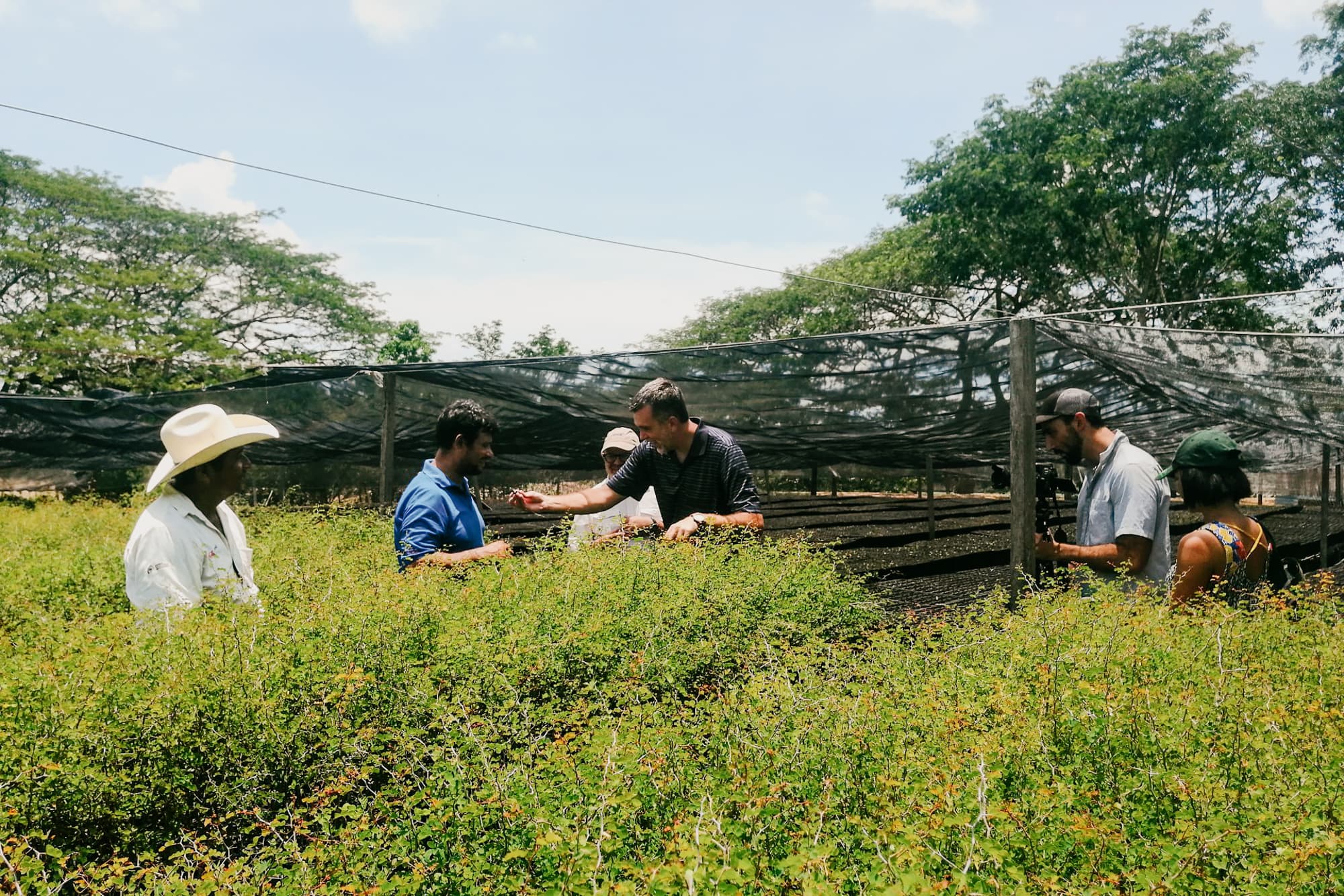 Reforesting the land of the Jaguar