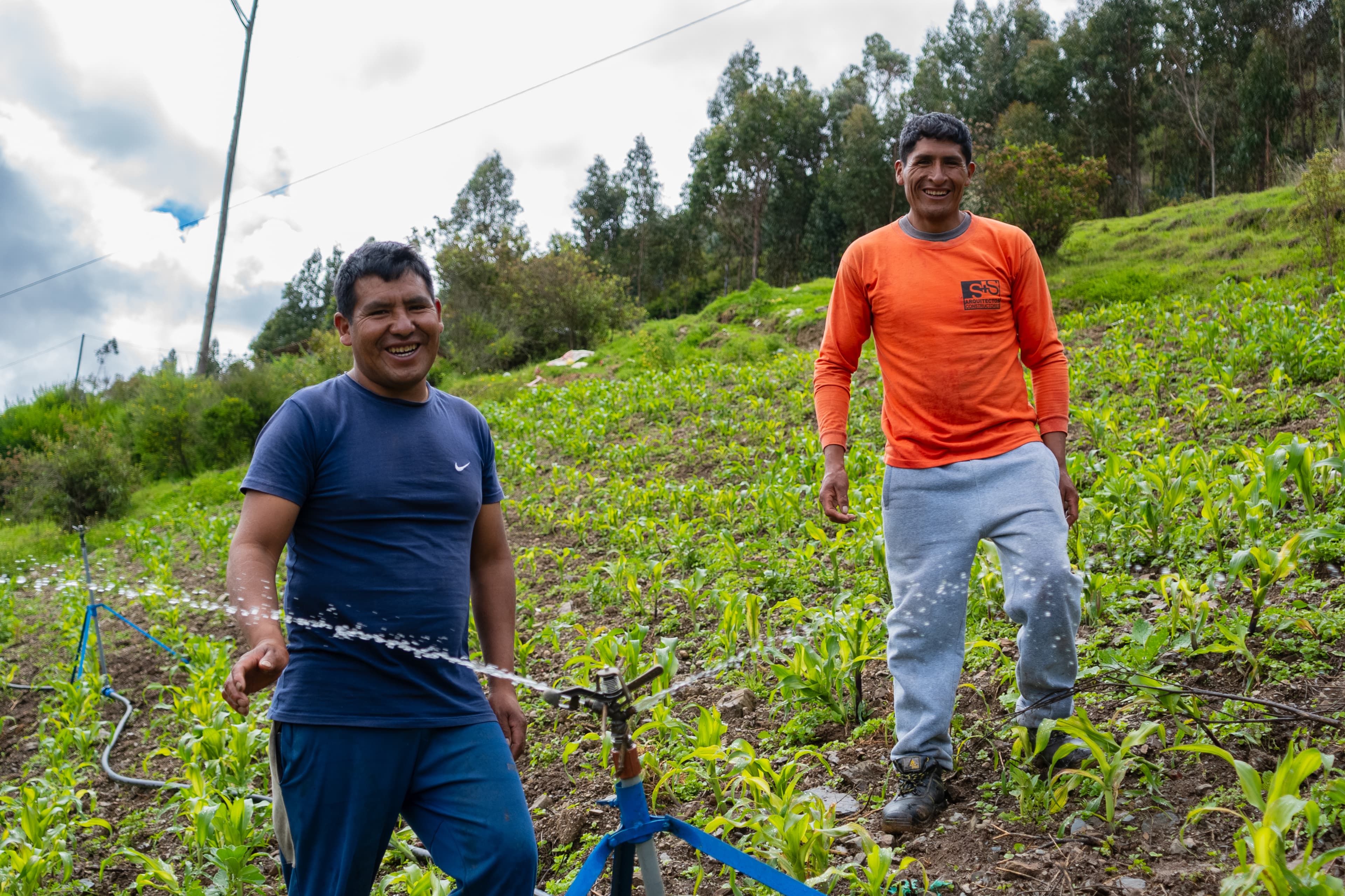 Restoring native Polylepis forests in the high Andes