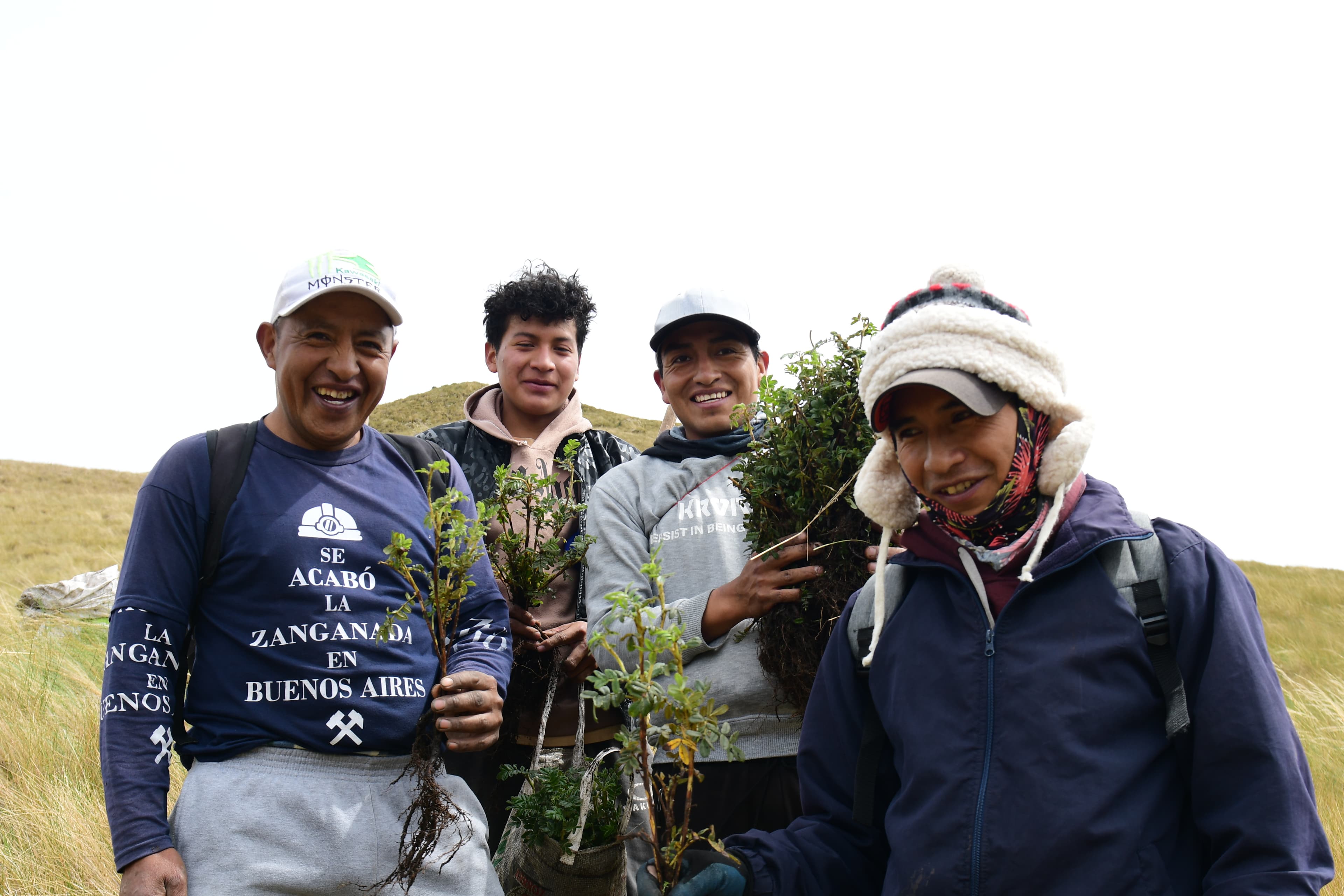 Restoring native Polylepis forests in the high Andes