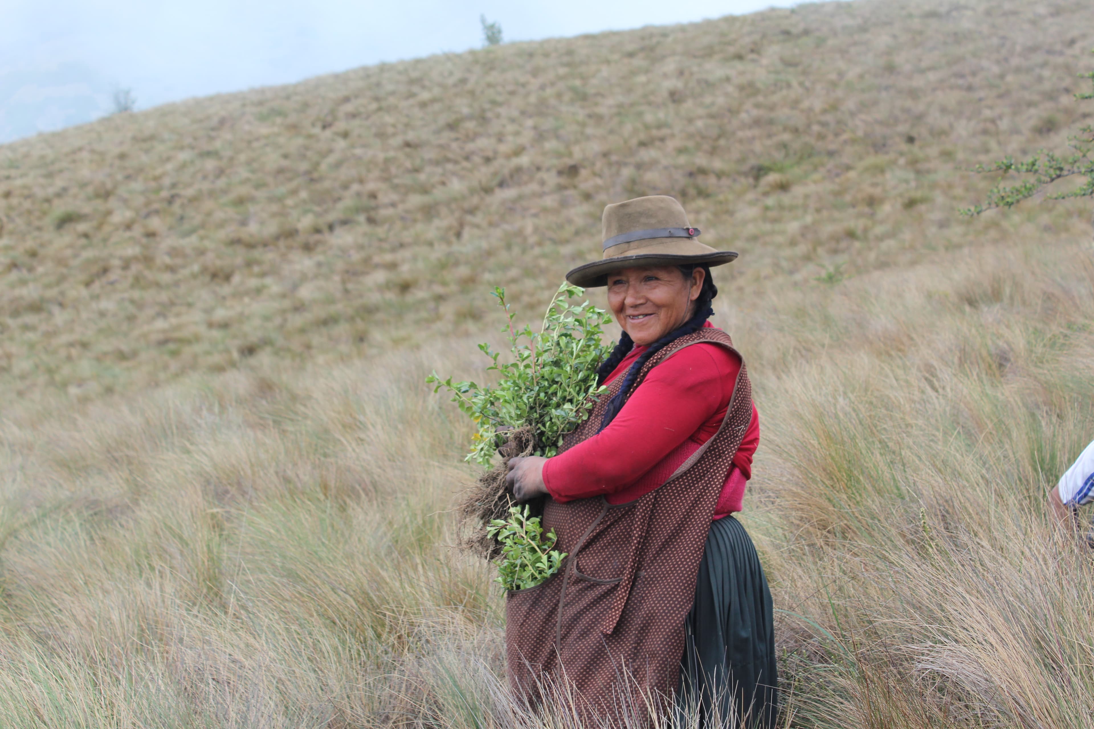 Restoring native Polylepis forests in the high Andes
