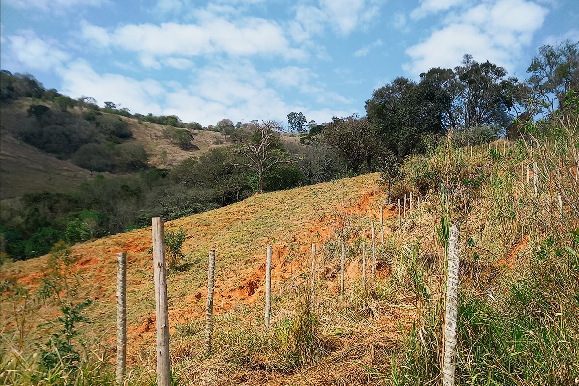 Restoring degraded land in Brazil