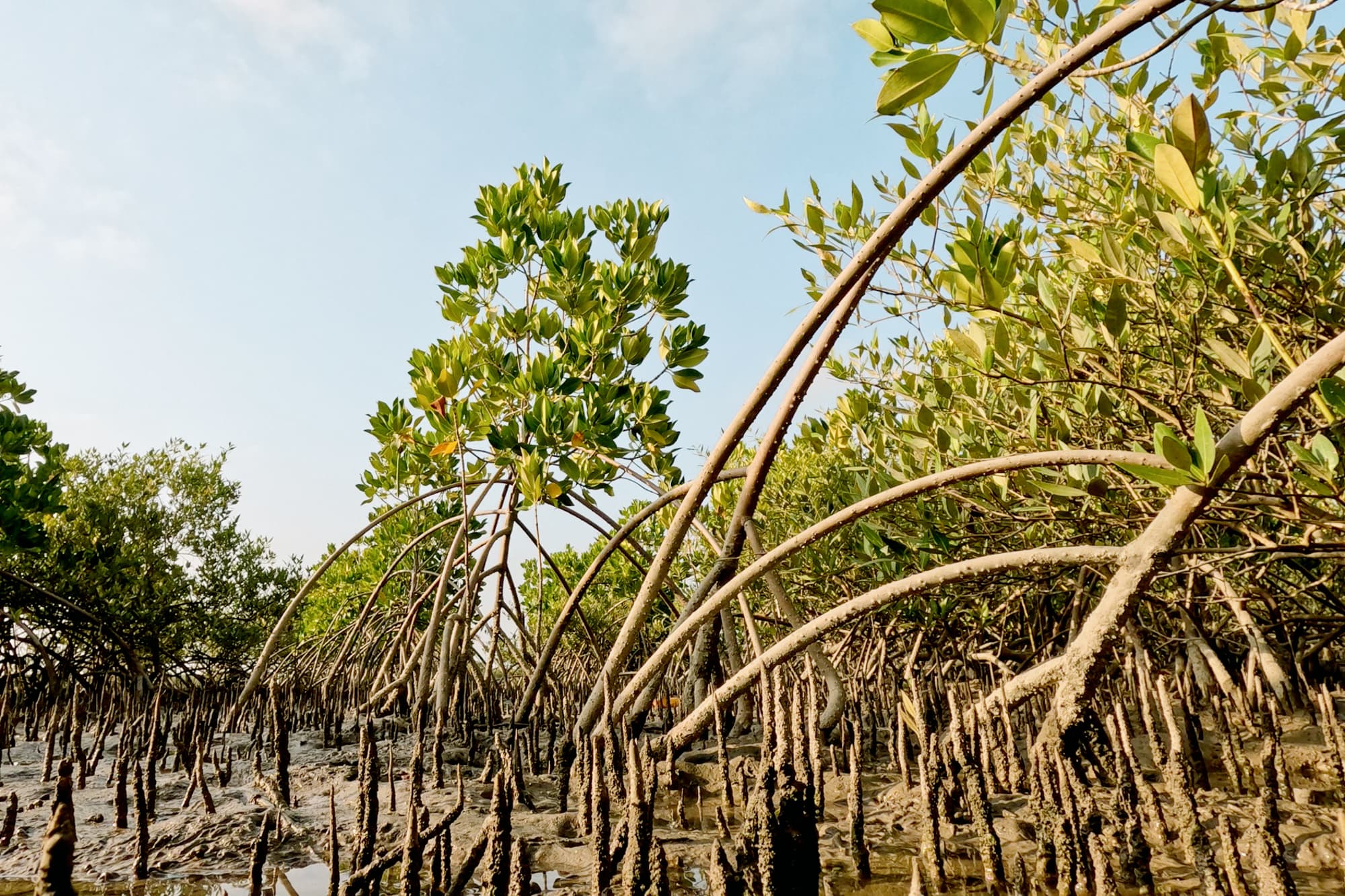 Supporting mangrove restoration in Pakistan