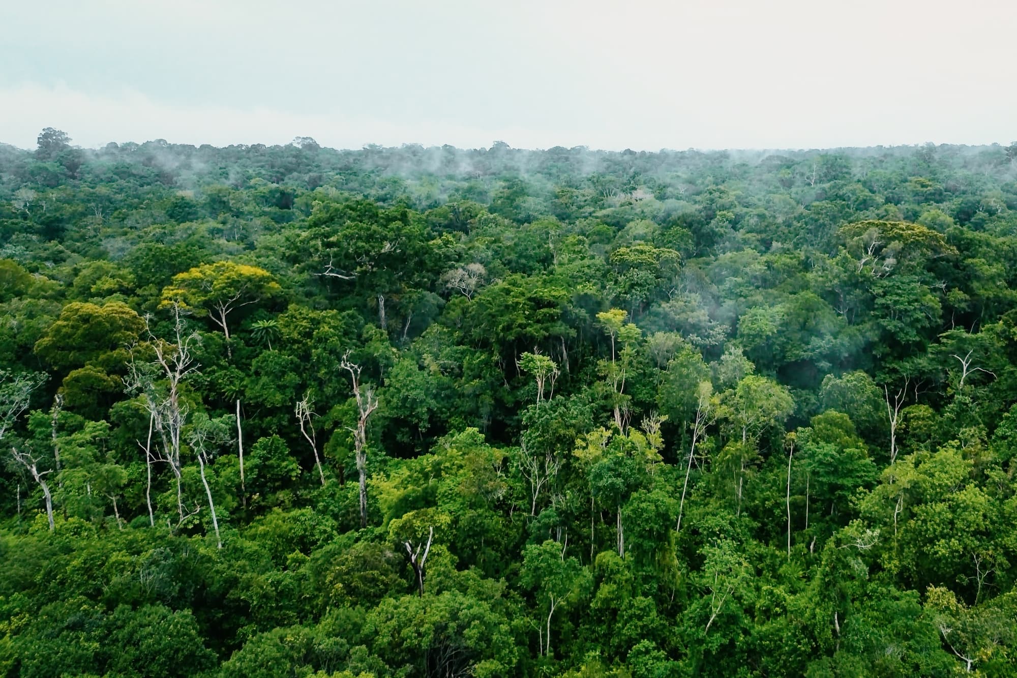 Conserving the Amazon in Brazil