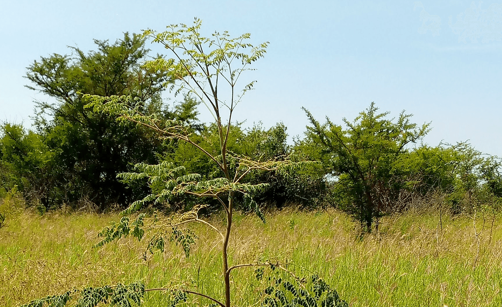 Example Tree planting around the world project