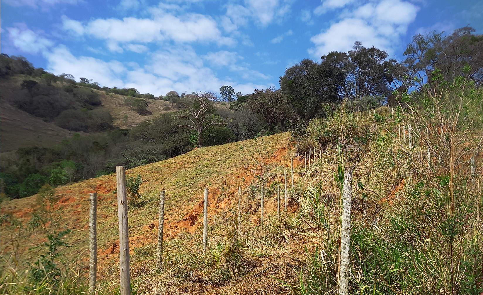Example Tree planting in Brazil project