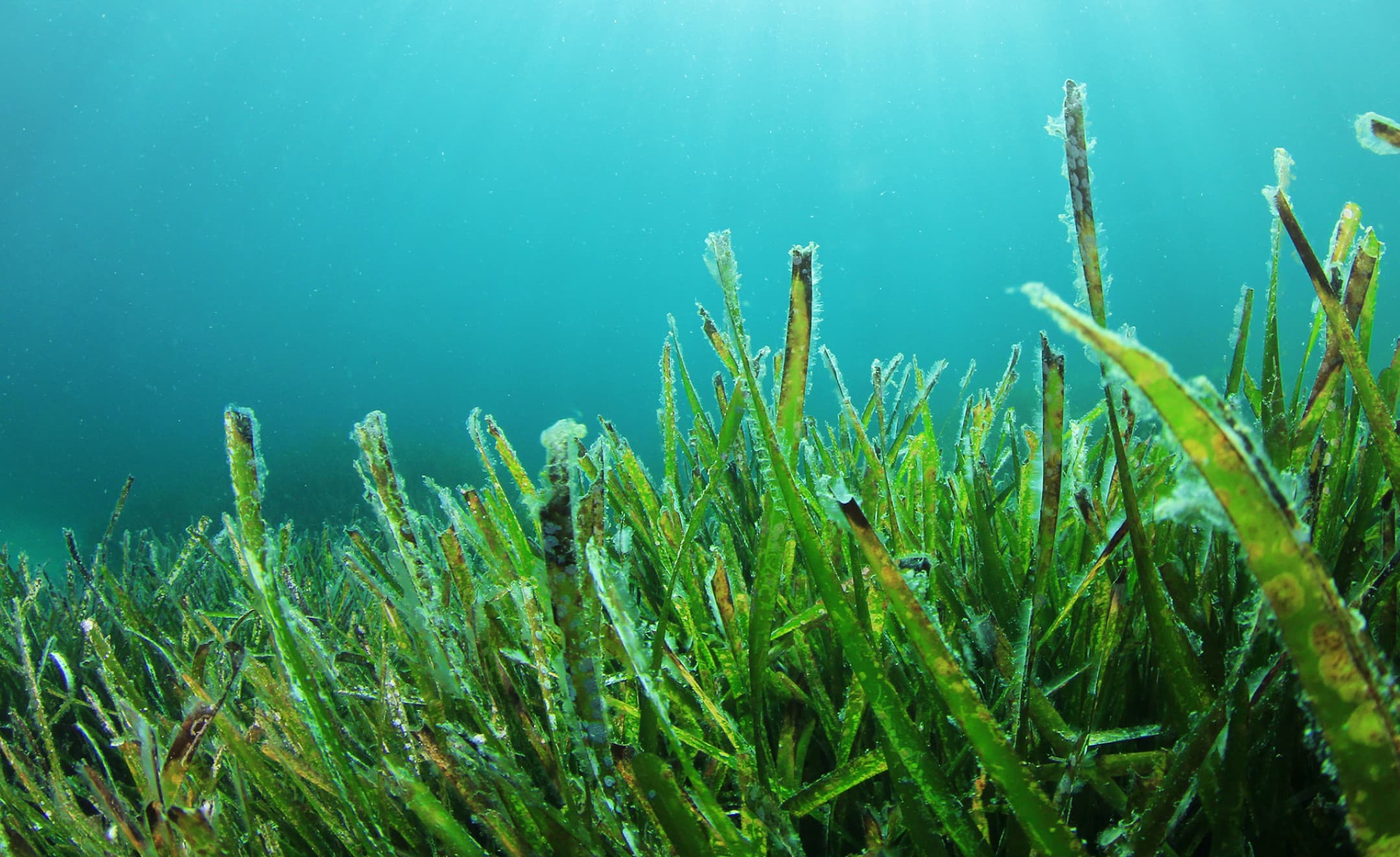 Example Seagrass restoration & research project